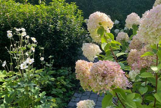 Bloemenstruik Tuinwerken Oellibrandt 1