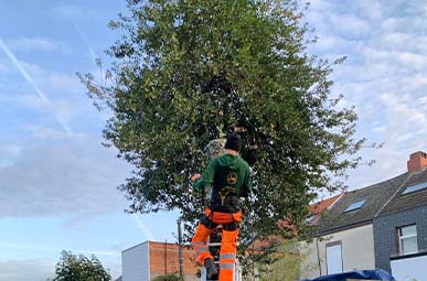Boom ladder Tuinwerken Oellibrandt 1